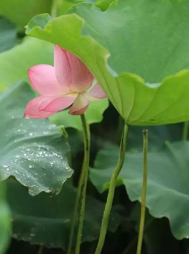 小荷已露尖尖角！陕西这5个清新荷塘雨中沁香，朦胧又诗意~