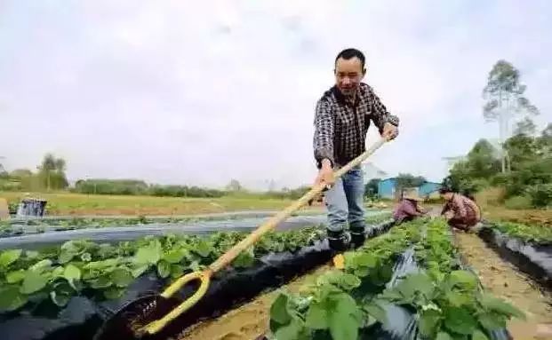地膜用什么效果最好,不同颜色的地膜的作用