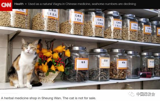 CNN撰文称因壮阳功效而被用于中药材，海马的数量正在减少|绿会关注