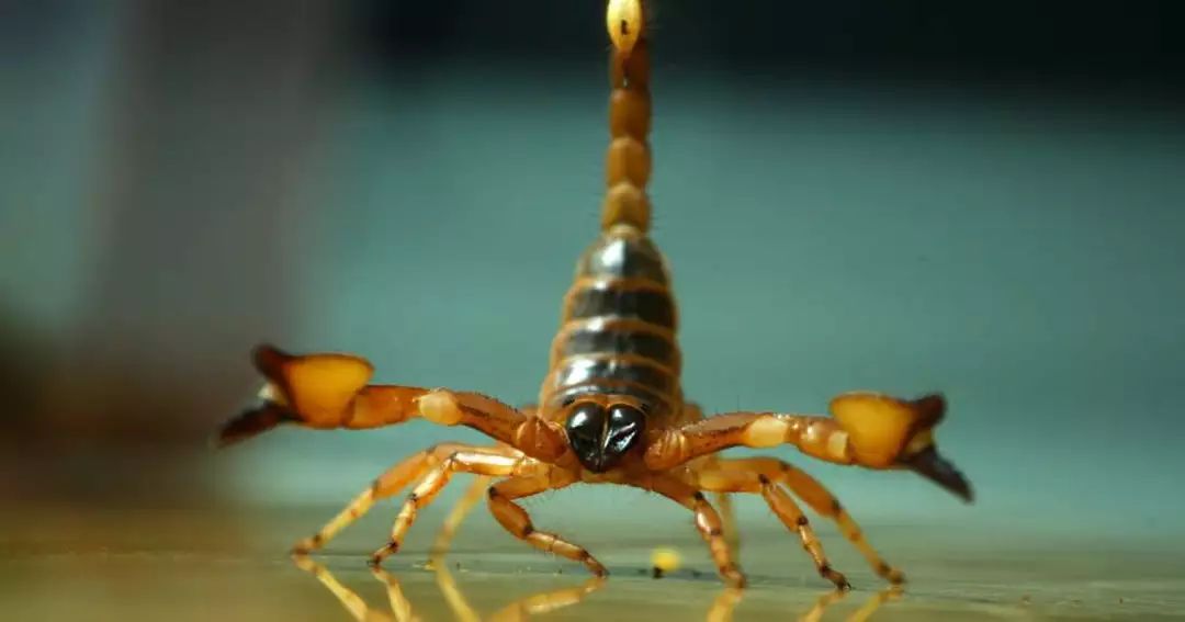 加拿大女孩来中国后惊叹,女子入境发现奇怪物品