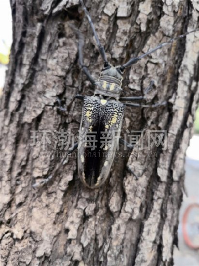 行道树天牛,行道树天牛虫害
