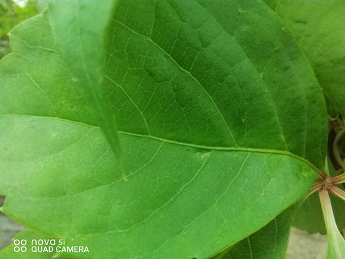 华为nova5i换屏教程,华为nova5ipro