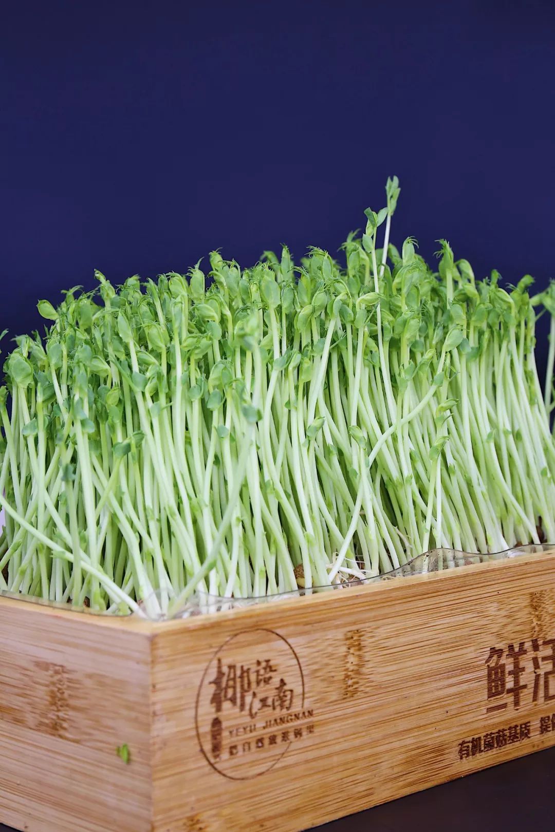 4.8折！扬州这家店的招牌竟然是“养生神仙水”，连喝三碗都不够