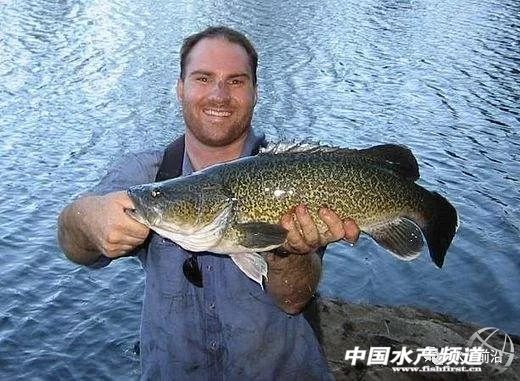 墨瑞鳕养殖成本,墨瑞鳕工厂化循环水养殖