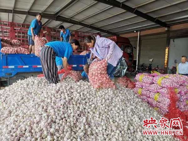 河南杞县大蒜产业助力脱贫攻坚,杞县扶贫之路