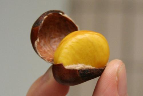 板栗绒毛皮怎么去除,板栗干了板栗肉上面的皮怎么去除