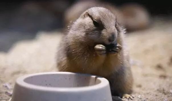 普通门票疯狂动物城,假期打卡疯狂动物城