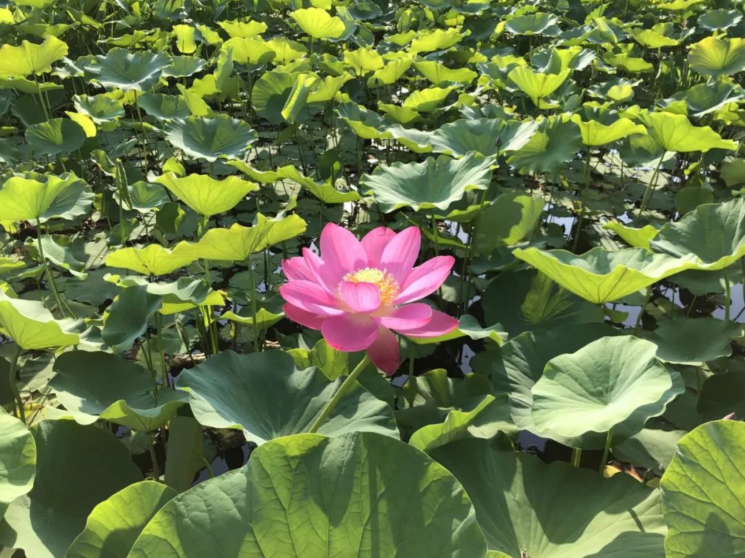 黄帝内经说春夏养生,春生夏长秋冬的养生方法
