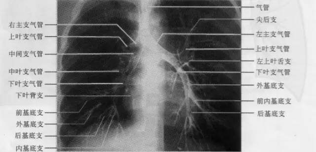 小学学霸学习方法大揭秘,小学学霸学习时间表