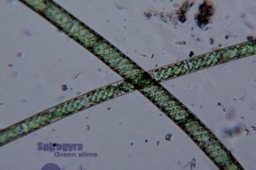 水中常见的藻类微生物图片,藏在水下的生物