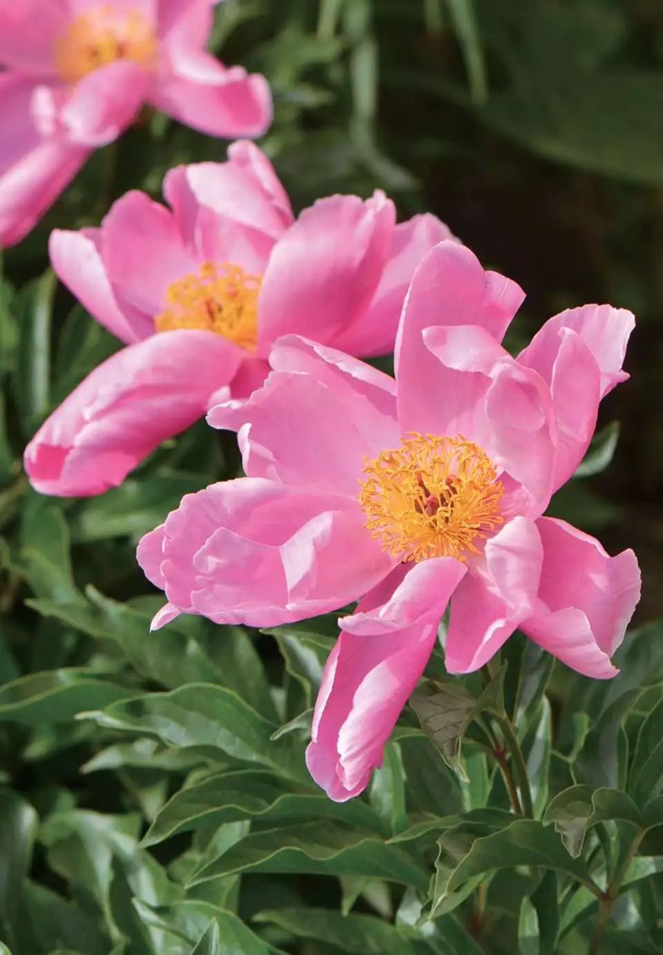 被知识付费坑,知识付费这四年你被坑了多少