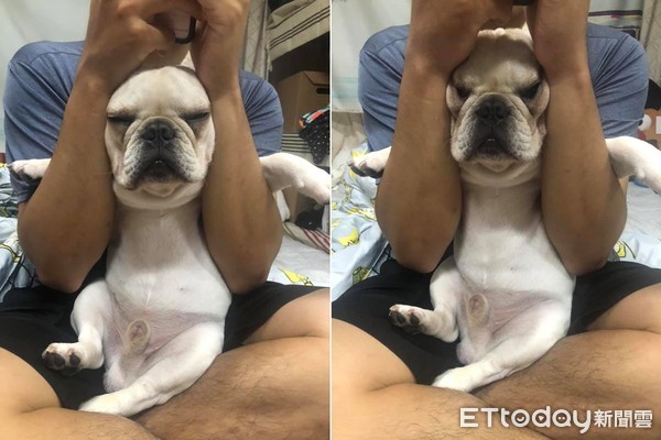 法斗大皮褶,法斗眯眼眼泪多怎么办