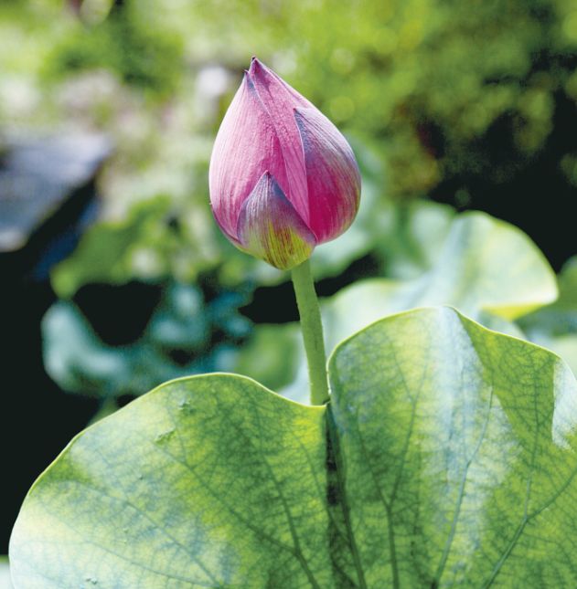 七月寻凉首选地！离上海车程仅1.5h，藏着座解暑小城！赏花赏水更赏情，藏着让人静下来的神奇魔力