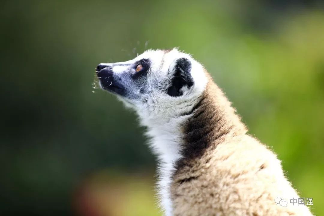 马达加斯加不可思议的旅行,马达加斯加自然景观