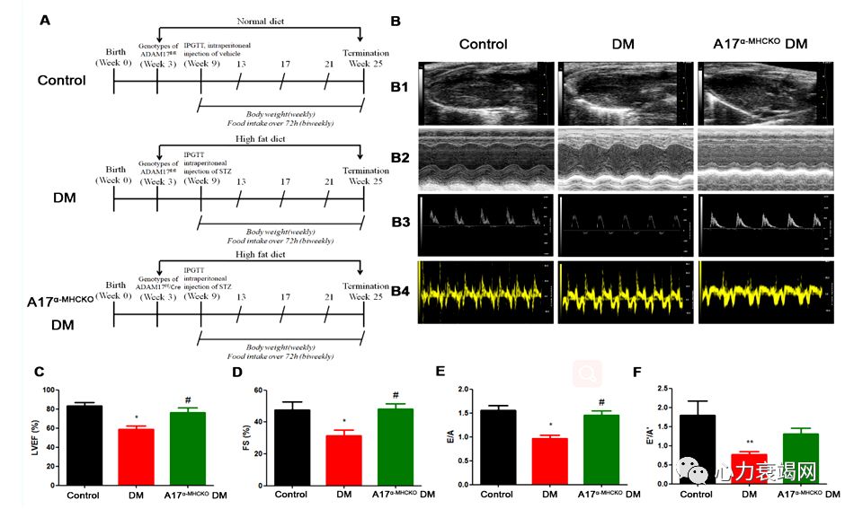 「2019CIHFC」张运教授:ADAM17—糖尿病性心肌病干预的新靶点