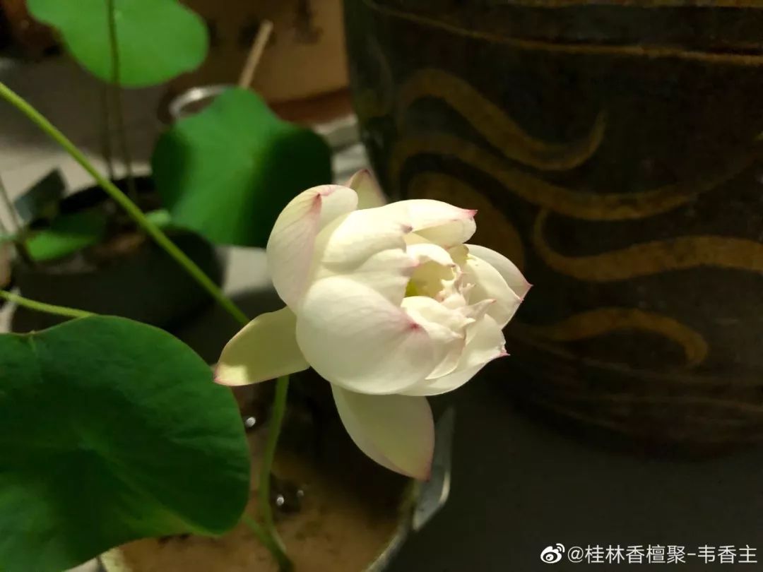 碗莲种植方法全过程记录,家庭种植碗莲的土壤可以反复用吗