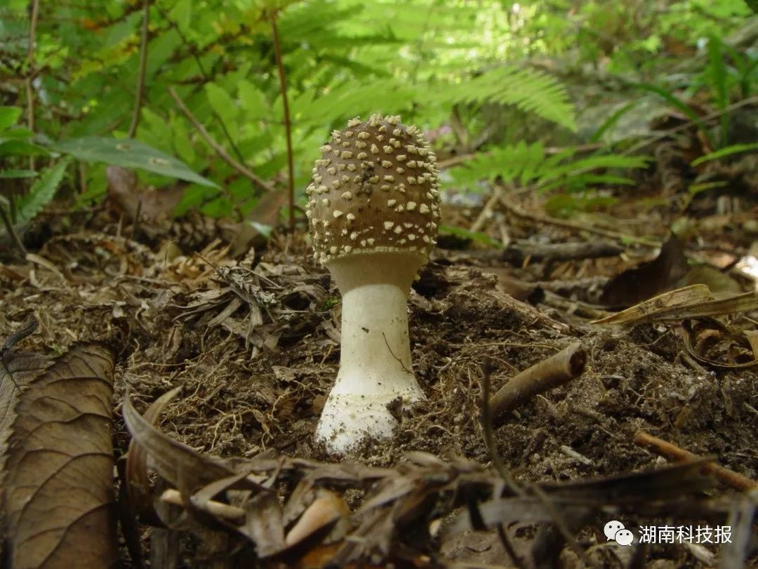 误食毒蘑菇的症状,误食毒蘑菇临床表现