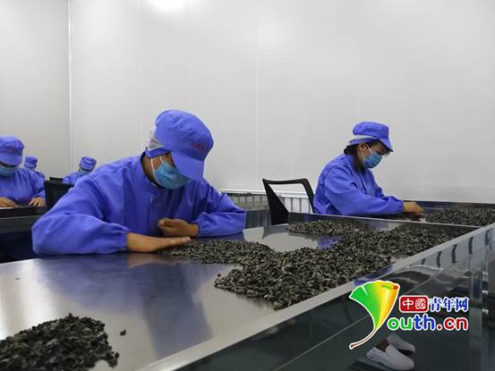 木耳之乡汪清县,汪清县木耳种植