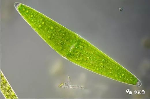 水中常见的藻类微生物图片,藏在水下的生物