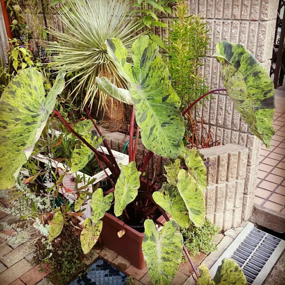 2000块一斤的芋头到底长什么样?绿植达人爱不释手的黑金海芋告诉你答案