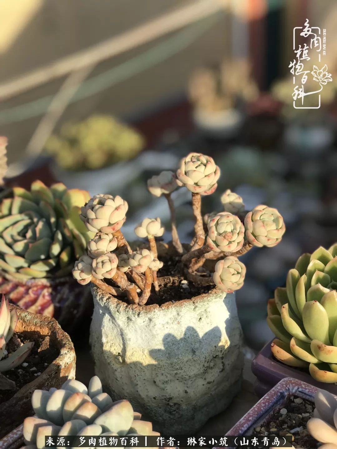 夏天已过一半你们的多肉还好吗,夏天已过半