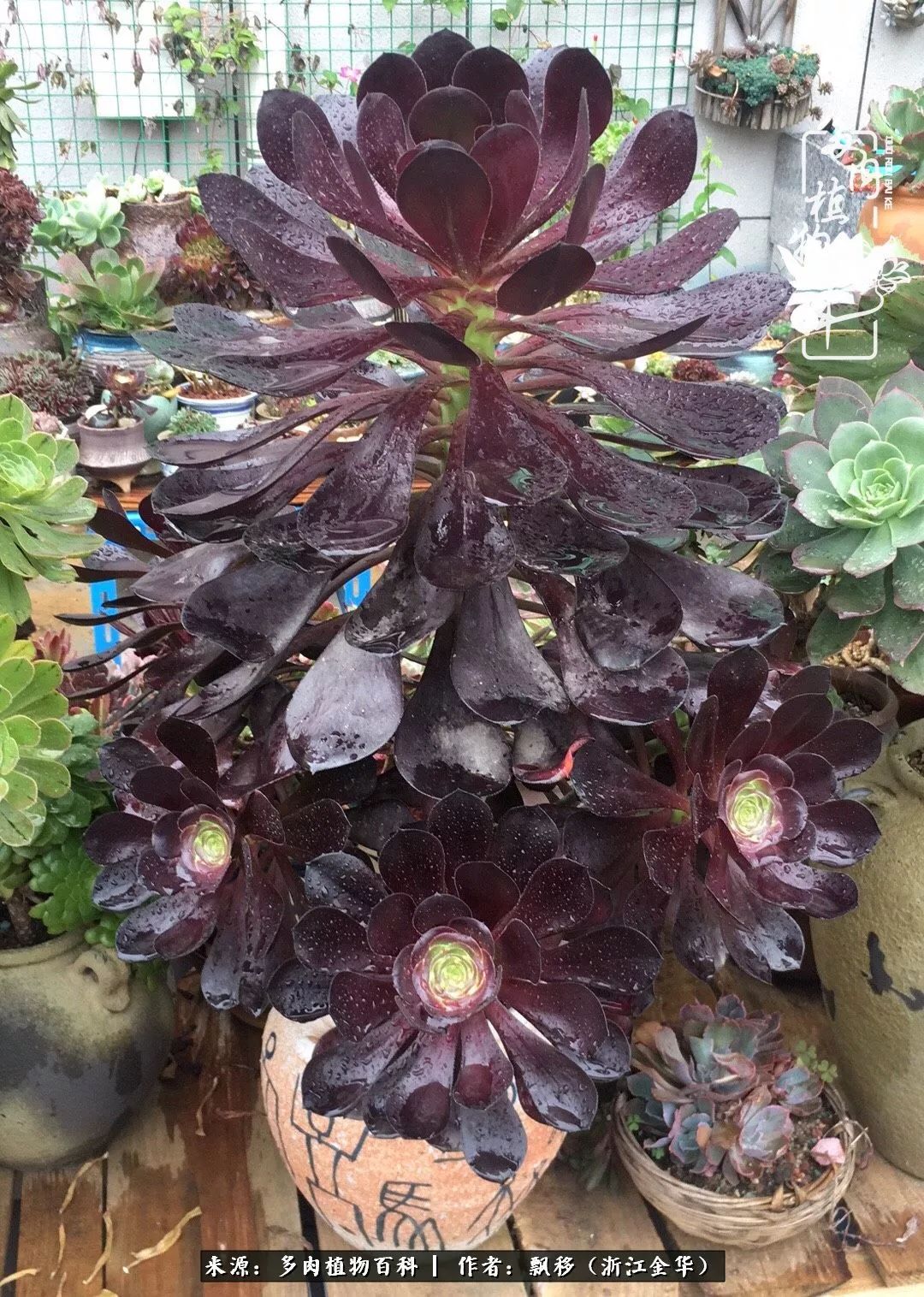 魅力无限的法师诱惑：我的灿烂，由你决定