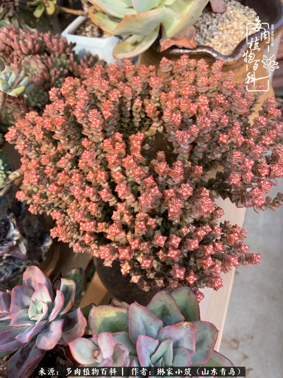 夏天已过一半你们的多肉还好吗,夏天已过半