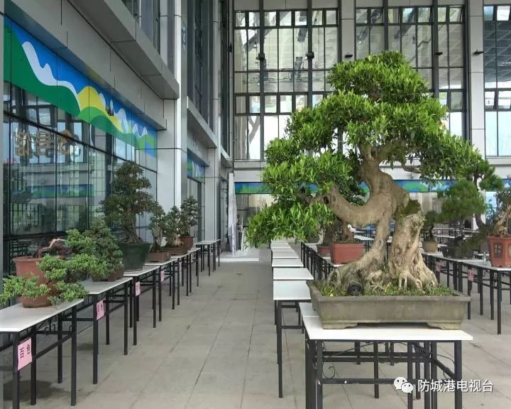 防城港园博园参观时间,防城港园博园活动时间直播