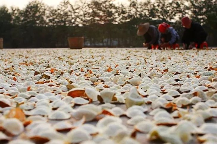 虫蛀的陈皮还能吃吗,陈皮虫蛀了怎么办