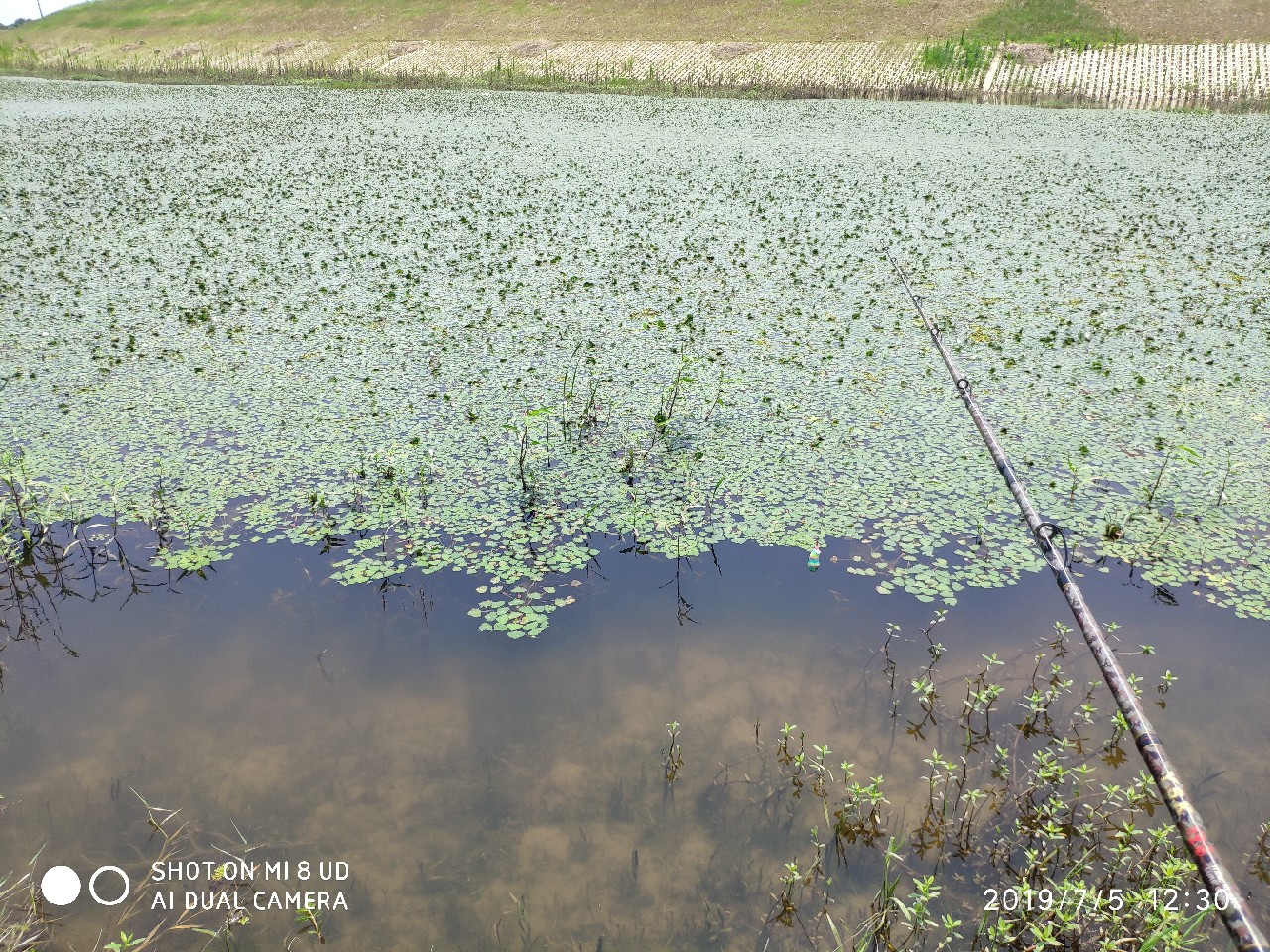 黑鱼钓上岸了怎么办,黑鱼新手