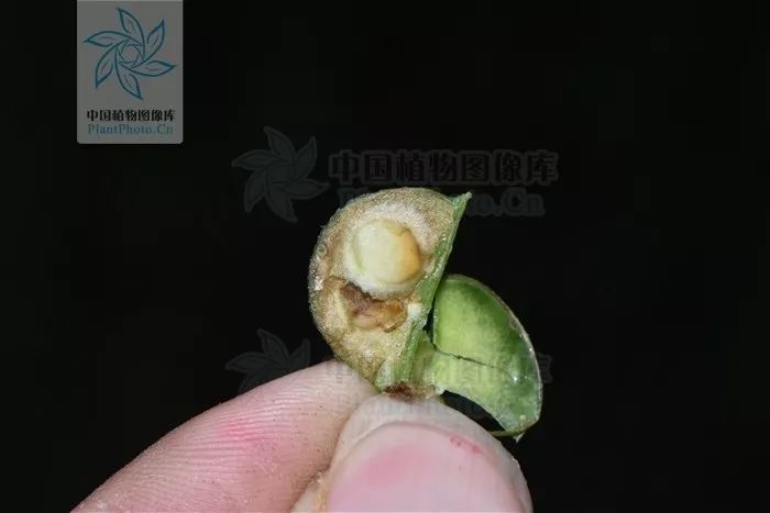 山药和山药豆的效果一样吗,吃山药豆有什么好处与坏处