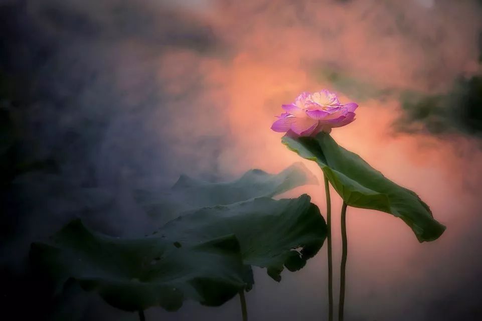 遇见·雄安｜七月错过白洋淀，你可就错过了整个北方的夏天！