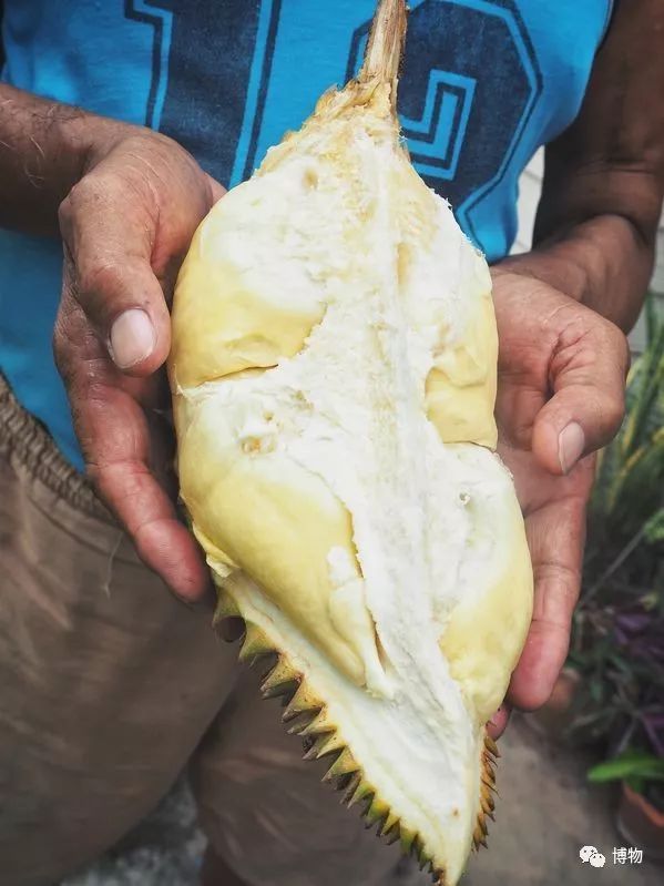 榴莲到底是啥味道,榴莲到底是甜的还是臭的