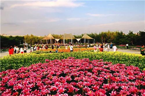 百合打卡地,百合打卡网红地