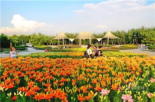 百合打卡地,百合打卡网红地