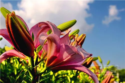 百合花海打卡地,春天长春网红打卡地