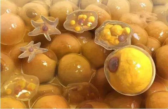 麻范儿好物|日本“吸油圣斗士”，1天1条，7天瘦出小蛮腰！酸酸甜甜，比果冻还好吃