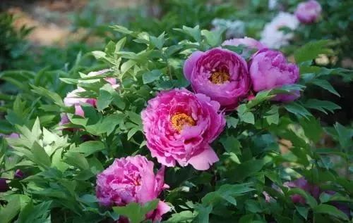 绿话题丨选牡丹为“国花”，你同意吗？