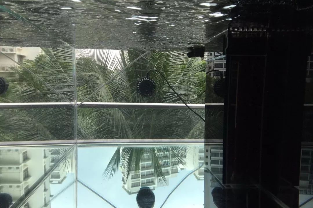 新开缸每天都有鱼死,新开缸鱼一直死