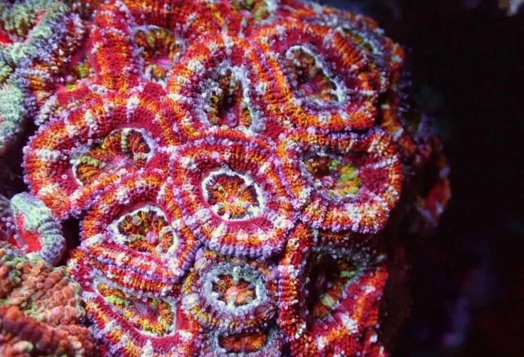 新开缸每天都有鱼死,新开缸鱼一直死