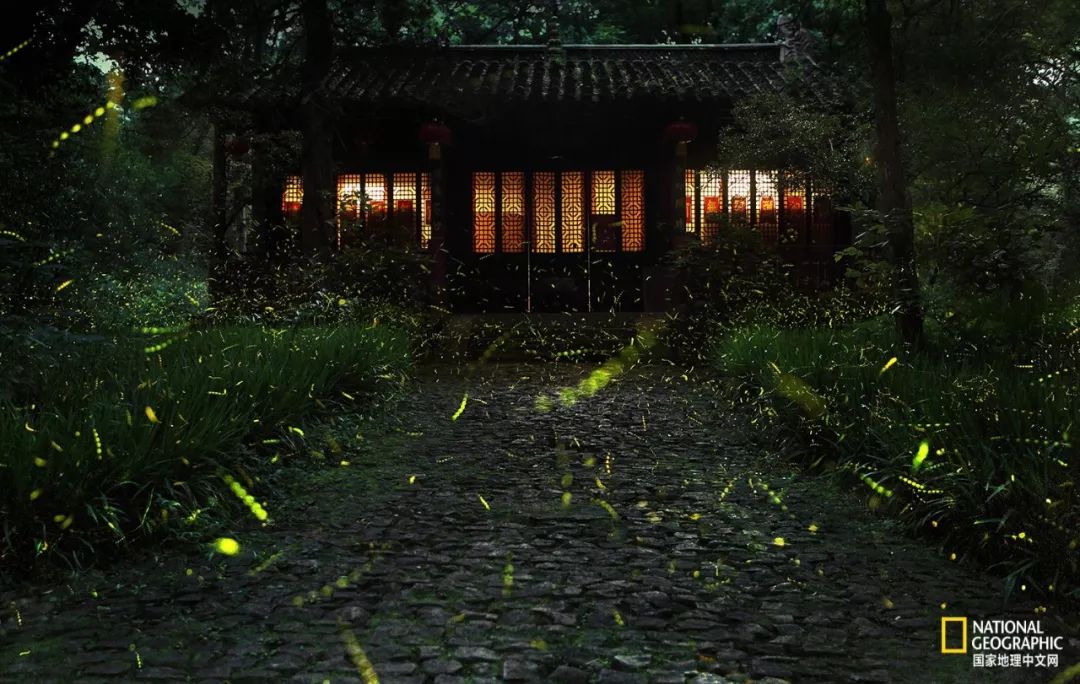 南京紫金山灵谷寺萤火虫,南京灵谷寺哪里可以看到萤火虫