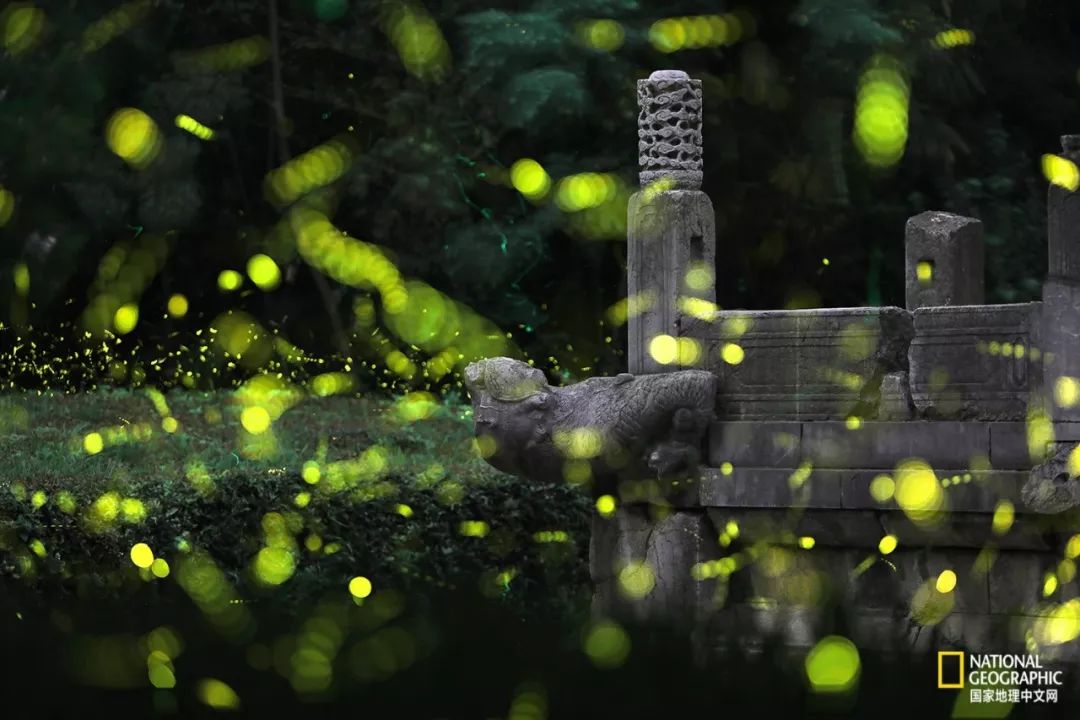 南京紫金山灵谷寺萤火虫,南京灵谷寺哪里可以看到萤火虫