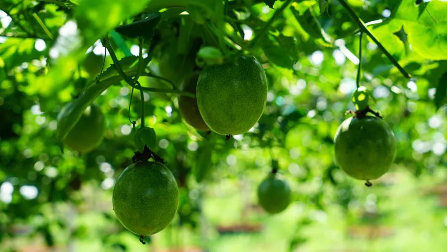 宾川最出名的石榴,大理宾川石榴