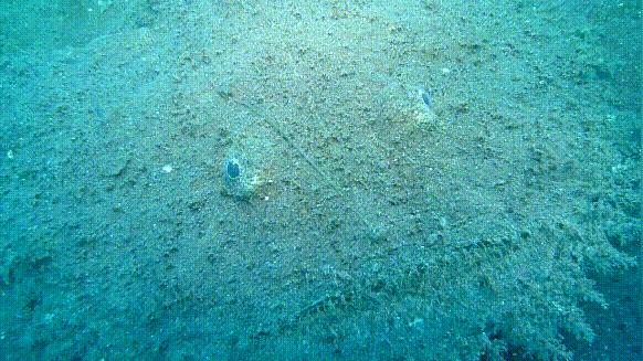 海鲜市场纯天然的7种鱼,水产市场什么鱼可以回家养