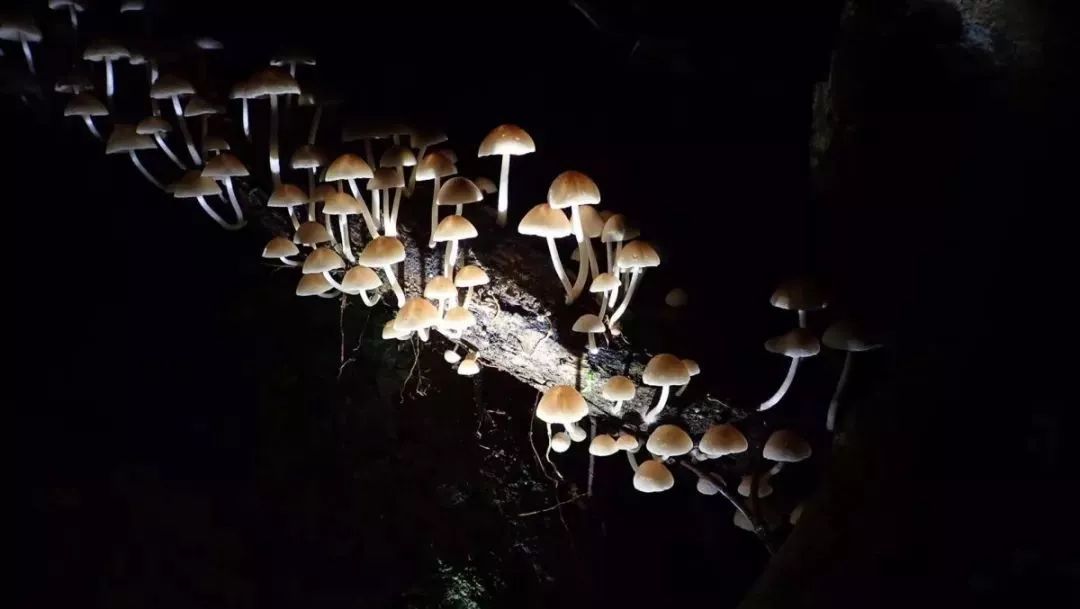 大明山视频播放,大明山视频完整版