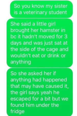 仓鼠不吃不喝3天，兽医破案：被磁铁吸住了