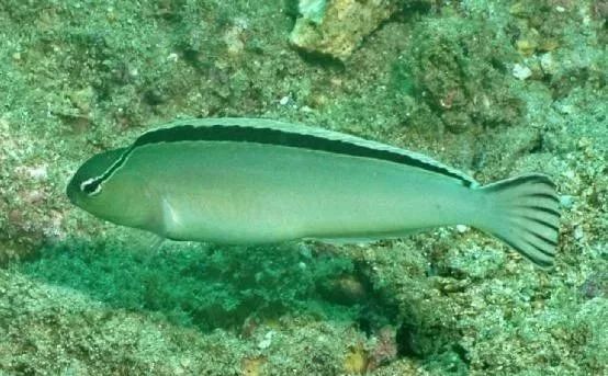 魟鱼混养黑名单,大型混养海缸