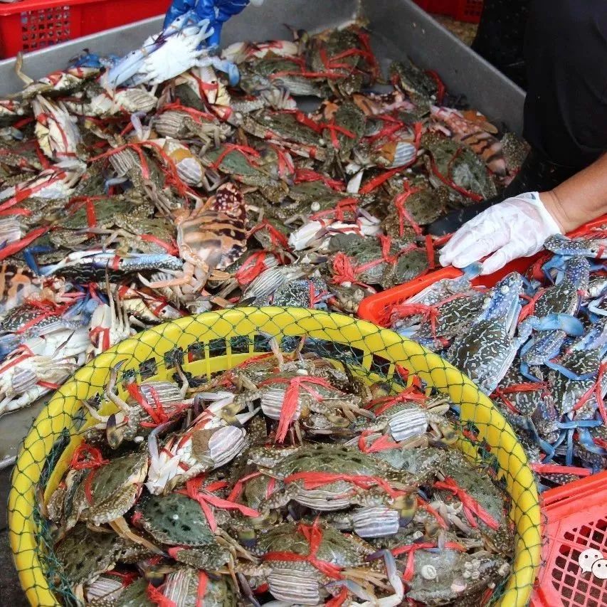 湛江有没有好景点,湛江有没有什么景点