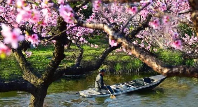 奉贤正宗黄桃,夏天又香又甜的黄桃