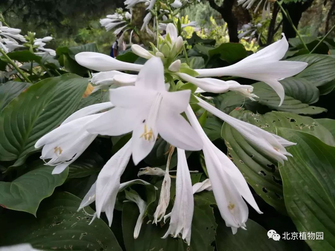 最耐寒的玉簪品种,北京植物园园艺